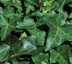 English Ivy
