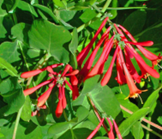 Japanese Honeysuckle