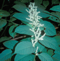 japanese knotweed