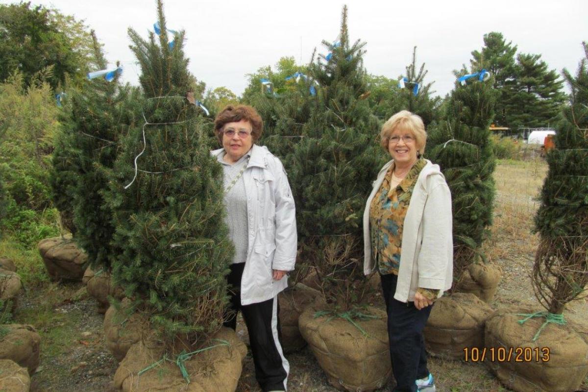 Sprucing up North Castle - New Blue Spruce Trees