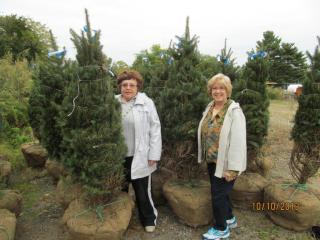 Sprucing up North Castle - New Blue Spruce Trees