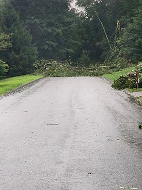 Report Downed Trees to NCPD