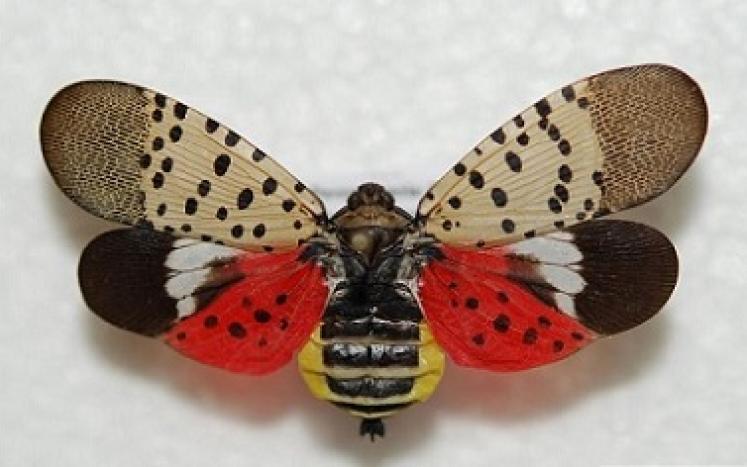 Spotted lanternfly, Photo: Lawrence Barringer, Pennsylvania Department of Agriculture, bugwood.org