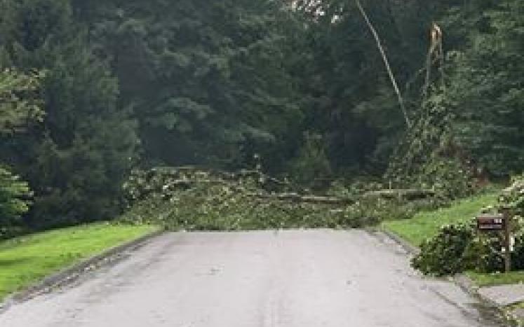 Report Downed Trees to NCPD